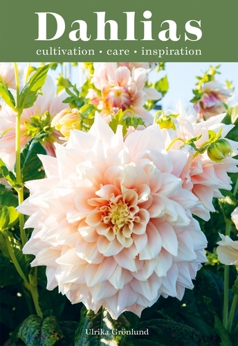 Book cover of Dahlias by Ulrika Grönlund