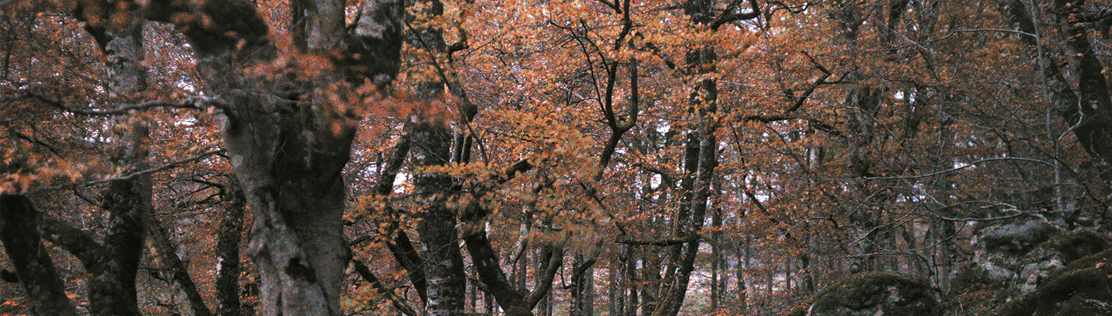 5 reasons you should read Harriette Arnow's lost masterpiece, The Dollmaker