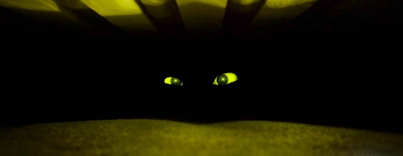 The Creakers by Tom Fletcher