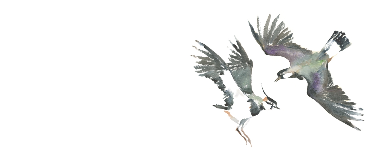 Robert Macfarlane and Jackie Morris to collaborate on major new project: ‘The Book of Birds’