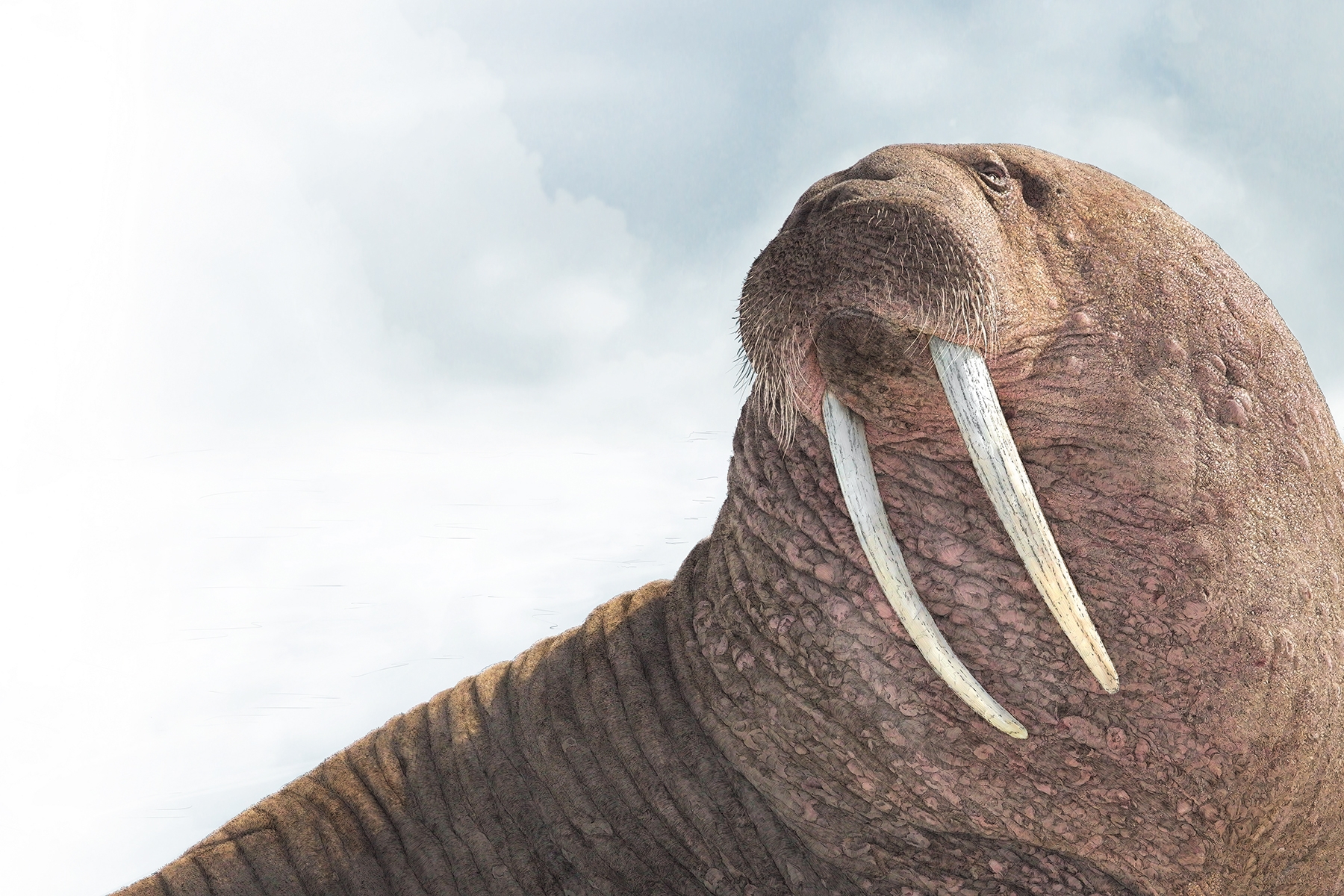 A picture of a walrus illustration from Ben Rothery's book Water World