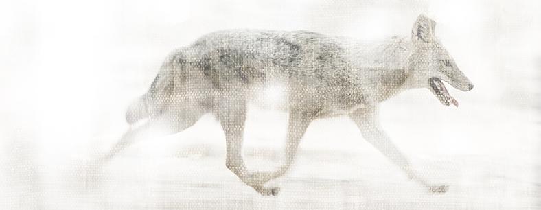 Clarissa Pinkola Estés, author of Women Who Run With The Wolves