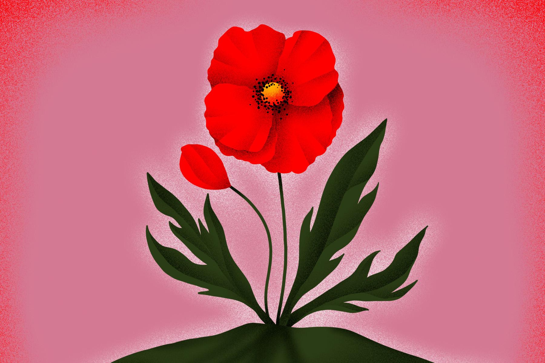 Moving World War One poetry to mark Remembrance Day